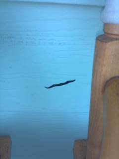 Worm in Florida