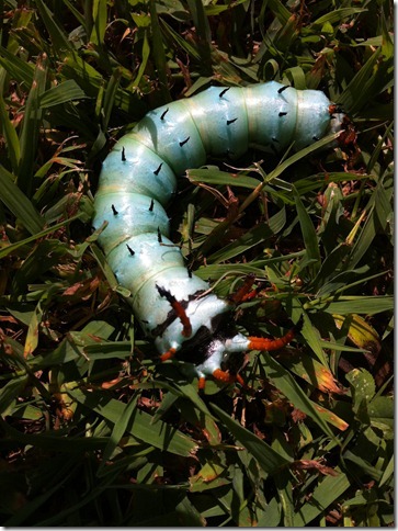 Blue Caterpillar with Black Spikes