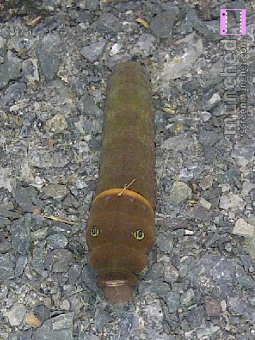 Brown Green Caterpillar