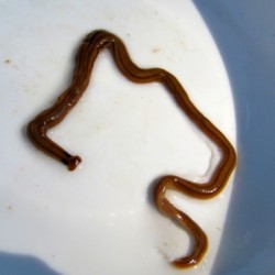 Hammerhead Worm