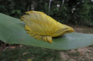 Donald Trump Caterpillar