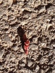 red inch worm