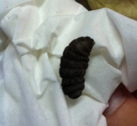 Black Larva