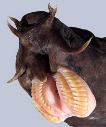 Digusting Worm with Teeth