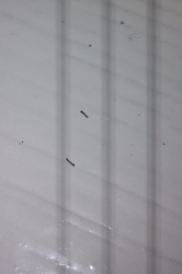 Moth Fly Larvae on Wall