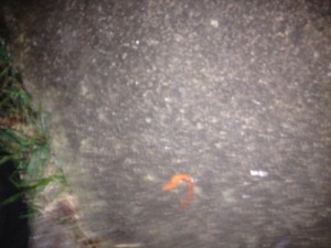 Orange Worm in UK Garden