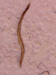 Skinny worm on wall