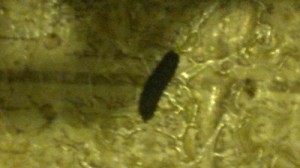 Small Black Worm