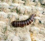 carpet beetle larva