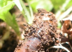 earthworm in dirt