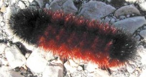 A banded woolly bear caterpillar