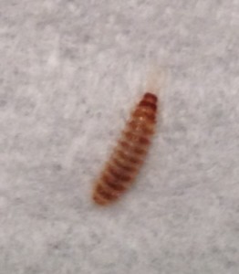 Larvae on counter