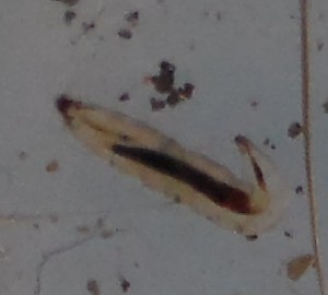 Close-up of small larva