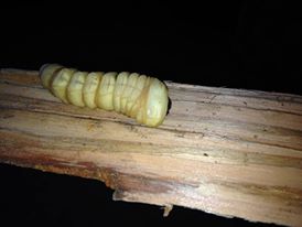 Caterpillar in dead tree stump 2