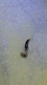 worm in ice