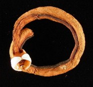 What Did Shipworms Eat Before There Were Ships? 