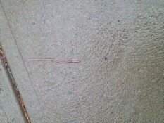 long skinny worm