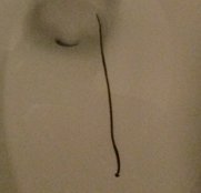 hammerhead worm in toilet