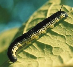 Catawba worm