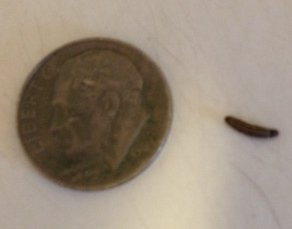 Larva by dime