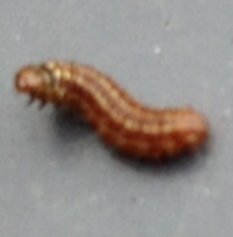 Close up of larva