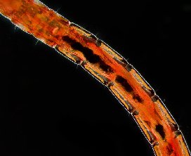 Rearing or Cutlivating Glycera dibranchiata (Bloodworms)