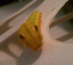 yellow worm with eyes
