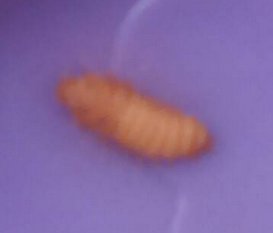 Small brown larvae