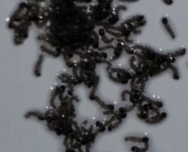 Dark Larvae with Black Heads