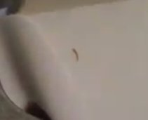 worm on toilet paper