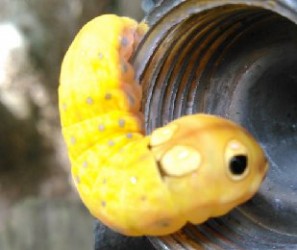 yellow caterpillar with eyes