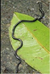 tiny skinny black worm