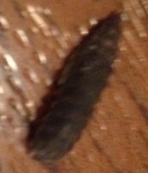 black soldier fly larva