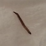 Furry Moth, Accompanied by Black Larvae, May Be a Moth Fly or a Fall Armyworm Moth
