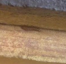 larva in drawer