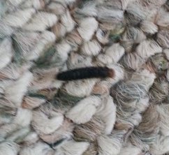 black larva with red head