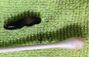 Black Worm in Laundry Basket