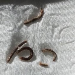 Blackish, Brownish Worms by the Base of the Toilet