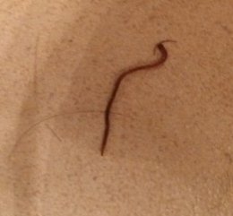 small skinny worm on floor