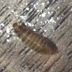 carpet beetle larvae on wall