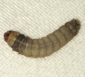 black and gray larva that bites