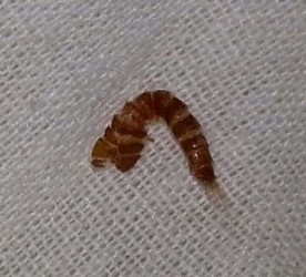 crushed carpet beetle larva