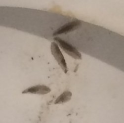 moth fly larvae in toilet