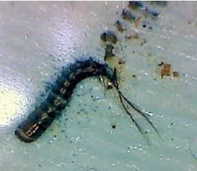larva on sheets