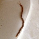 Worm-like Bugs with Lots of Legs Probably Centipedes