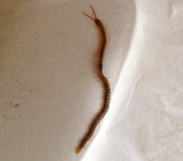 centipede in coffee maker