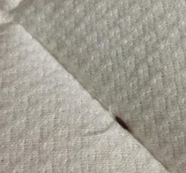 Carpet Beetle Larvae on Mattress