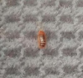 carpet beetle larva in car