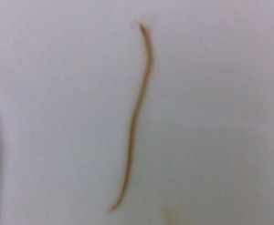 millipede or centipede in shower