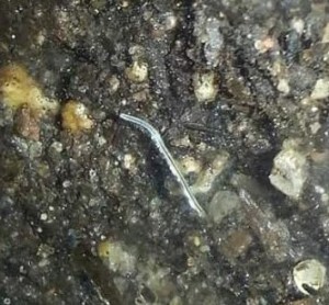 tiny white worm in soil